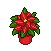 Red Poinsettia in Red Pot