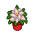 White Poinsettia in Red Pot