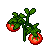 Tomato Plant